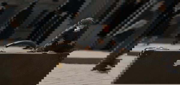 animais fantásticos 2