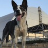 Chernobyl | O que realmente aconteceu com todos aqueles cachorros?