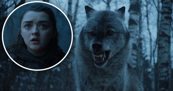 Nymeria: o lobo de Arya Stark em Game of Thrones - Aficionados