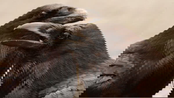 Hugin e Munin