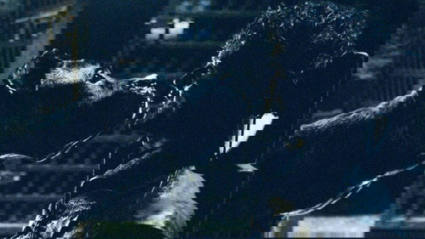 Ramsay Snow em seus momentos finais