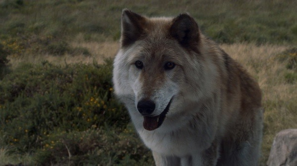 Game of Thrones | Batalha de Winterfell quase teve 'exército do lobos'! -  Aficionados