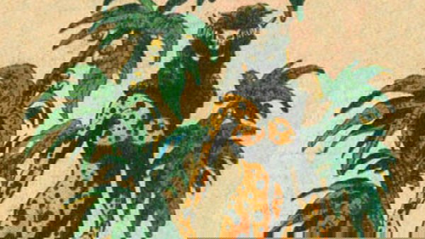 tribe-mulher-leopardo