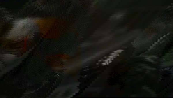 vigilante-fim-da-linha