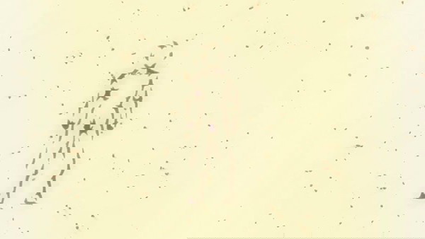 yamoshi-beerus-dbsuper